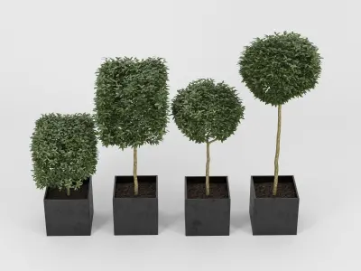 Plants Box 3D model
