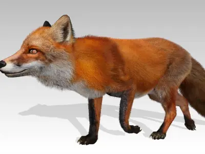 Red Fox Animated Low-poly 3D model