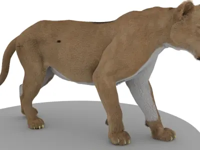 Lion With Facial Rig and Xgen Hair 3D model