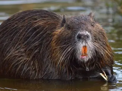 Coipo skull Southamerican otter 3D model