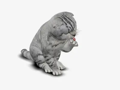 cat kitten Scottish Fold 3D model