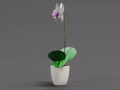 Blooming Phalaenopsis Orchid Plant in Pot 3D model