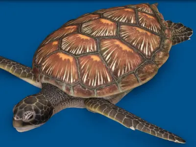 TURTLE RIGGED ANIMATED 1 Low-poly 3D model