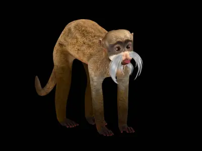 Emperor Tamarin Monkey Low-poly 3D model