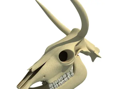 Horn Cow Skull 3D model