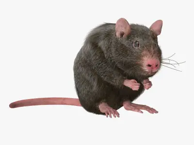 Rat with fur 3D model