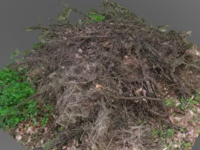 Larch tree branch pile Free 3D model