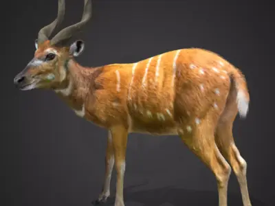 Sitatunga Antelope Realistic 3D model