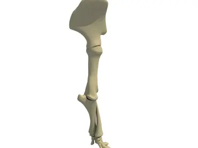 Elephant Leg Skeleton 3D model