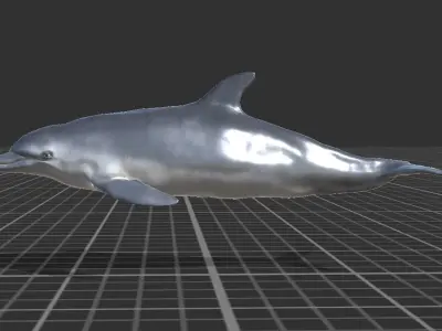 Bottlenose Dolphin Low-poly 3D model