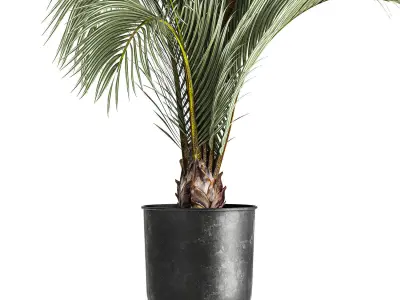 Decorative palm tree for the interior in a pot 1109 3D model