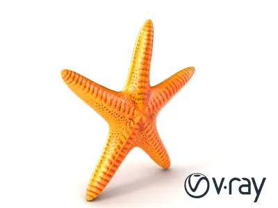 Starfish Texture Detailed Natural model pack Low-poly 3D model