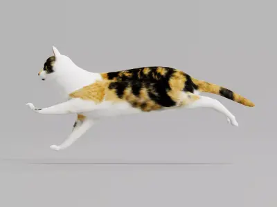 Calico Cat 3D model