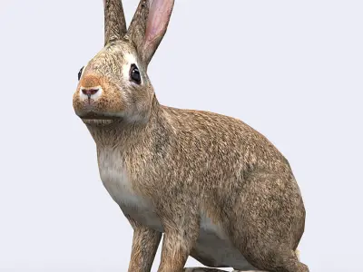 3DRT - Hare Low-poly 3D model