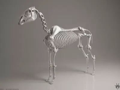 3D Horse Skeleton 3D model