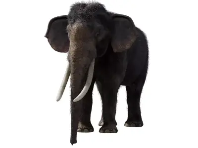 Elephant 3D model