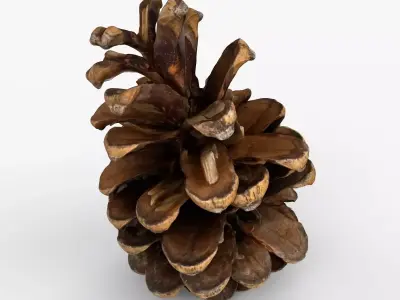Photorealistic 3D scan of pine conifer cone Low-poly 3D model