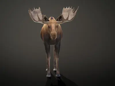 Moose Male Animated 3D model