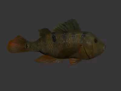 fish 4k Low-poly 3D model
