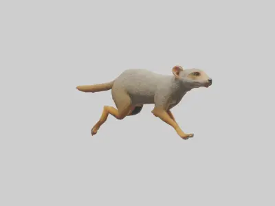 Mongoose running model Low-poly 3D model