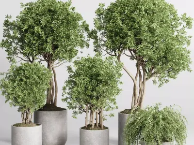 Collection indoor outdoor plant 430 plant tree vase  3D model