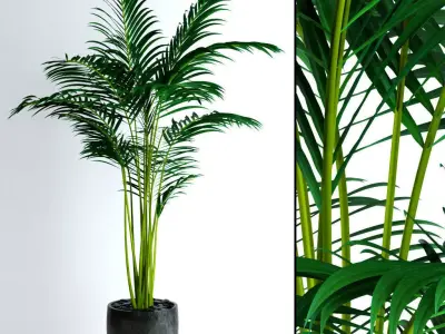 Areca Palm 3D model purchase