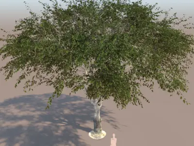 Ficus nitida tree mature  3D model