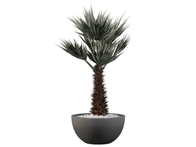 Chamaerops palm 3D model