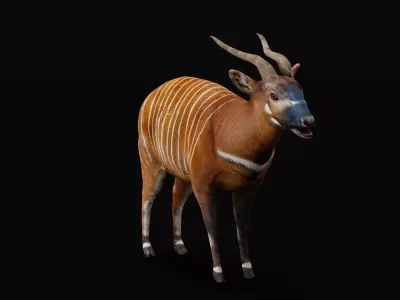 Eastern Bongo Male Antelope Low-poly 3D model