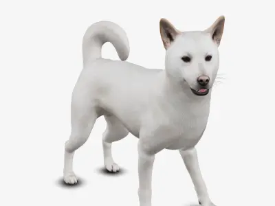 dog jindo Low-poly 3D model