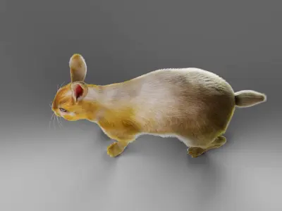 Fur Gray Rabbit NO Rigged  Low-poly 3D model