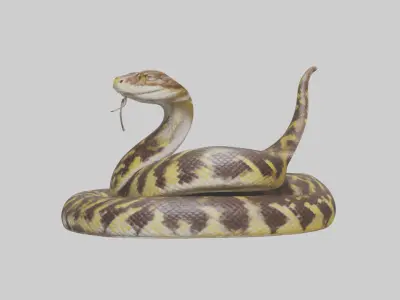 Burmese Python coiled model Low-poly 3D model