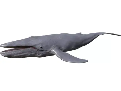 Blue Whale  Low-poly 3D model buy