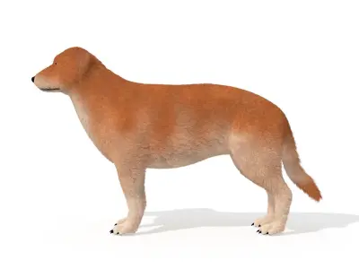 Labrador Dog Animal Pet 3D model