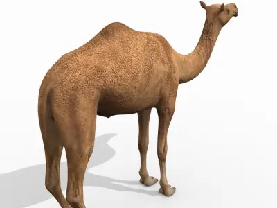 Pro Camel 8K - 3d animated model 3D model