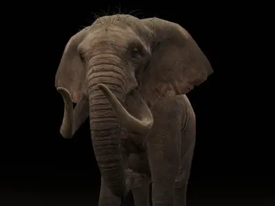 Elephant Animated Rigged 3D Model Low-poly 3D model