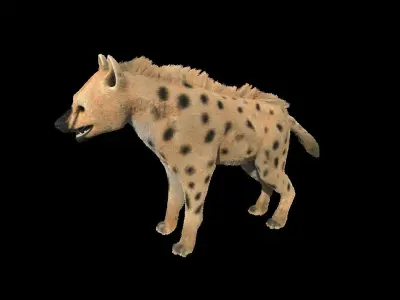 Realistic hyena model with fur 3D model