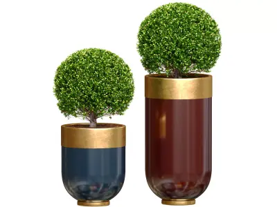 Boxwood Buxus  shrub tree in modern Luxury flower pots vases  3D model
