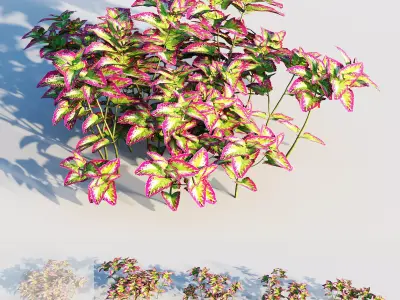 coleus plant-3 3D model