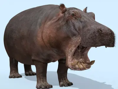 Super Hippo 8K - Animated 3D model