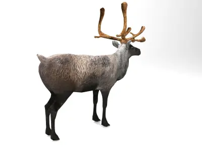 Reindeer Rigged  Animated model 3D Low-poly 3D model