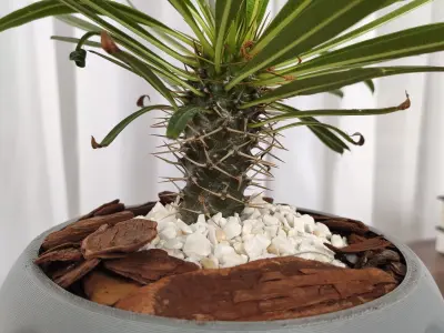 Decorative design vase for plants 3D print model