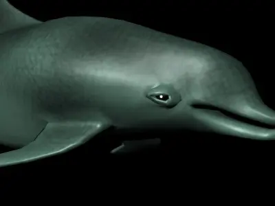 dolphin Low-poly 3D model