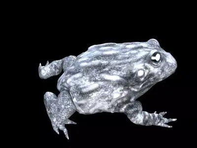 frog nature amphibian 3D model