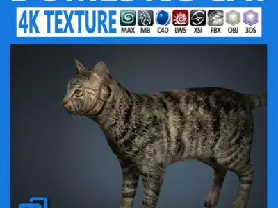 Domestic Cat 3D model