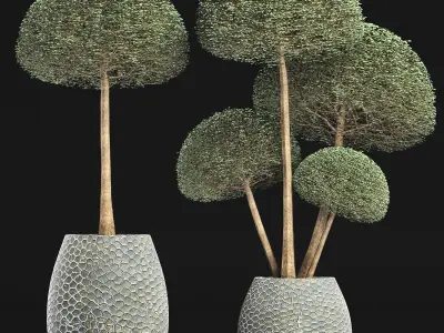 Plants Collection 153 Ligustrum Lucidum Vray 3D model