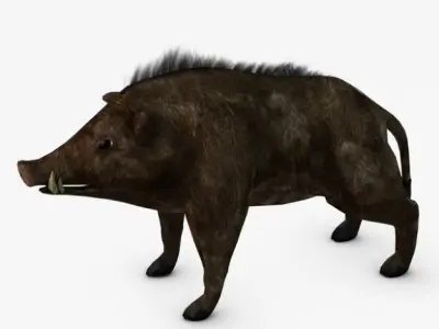 Low poly boar wild 3D model