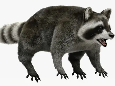 Wild Raccoon 3DS Max 3D model