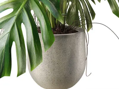 Monstera Deliciosa Plant Model 3D model