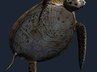 3DRT - Sealife - Turtle Low-poly 3D model